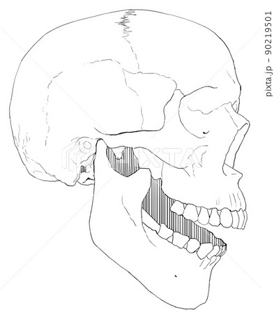 口を開けた正面を向いた頭蓋骨のイラスト4のイラスト素材
