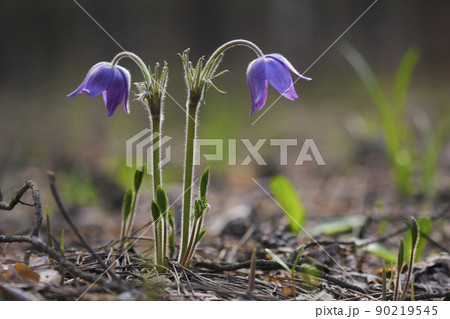 Snowdrops in the forest 90219545