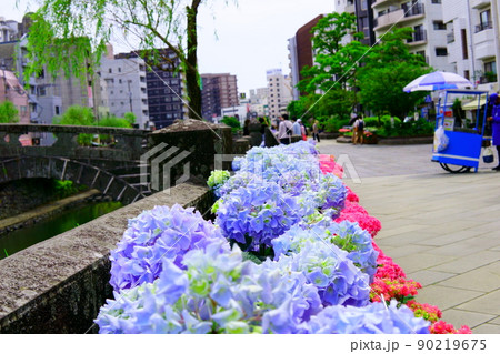 眼鏡橋の紫陽花 90219675