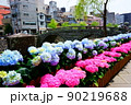 眼鏡橋の紫陽花 90219688