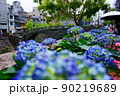 眼鏡橋の紫陽花 90219689