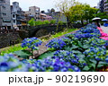 眼鏡橋の紫陽花 90219690
