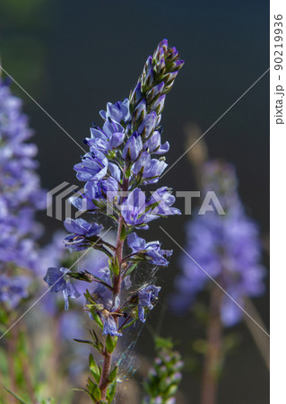 Veronica prostrata is a low light blue blooming plant of sunny hills, a mountain flower 90219936