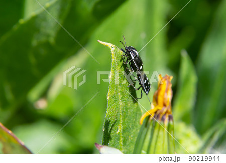 Cabbage bug, brassica shieldbug, Eurydema oleracea, of the family Pentatomidae on a leaf in a garden. Spring, May 90219944