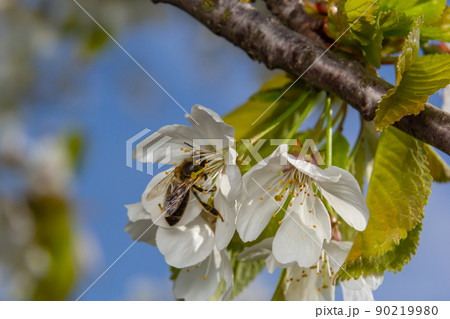 a honeybee collects honey on white cherry blossoms a honeybee collects honey on white cherry blossoms 90219980