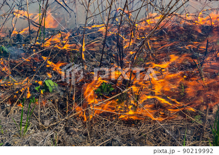 Burning old dry grass in garden. Flaming dry grass on a field. Forest fire. Stubble field is burned by farmer. Fire in the Field Burning old dry grass in garden. Flaming dry grass on a field. Forest fire. Stubble field is burned by farmer. Fire in the Field 90219992