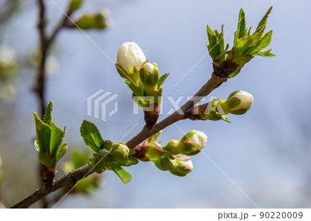 Blooming cherry tree in the spring garden. Close up of white flowers on a tree. Spring background Blooming cherry tree in the spring garden. Close up of white flowers on a tree. Spring background 90220009