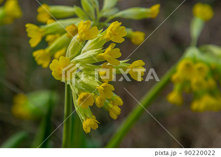 Primula veris is a herbaceous perennial flowering plant in the primrose family Primulaceae. The species is native throughout most of temperate Europe 90220022