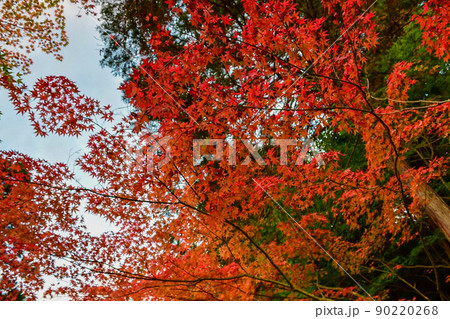 青空と真っ赤に染まる一面の紅葉 90220268