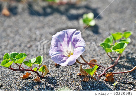 薄いピンク色のハマヒルガオの花(春、五月) 薄いピンク色のハマヒルガオの花(春、五月) 90220995