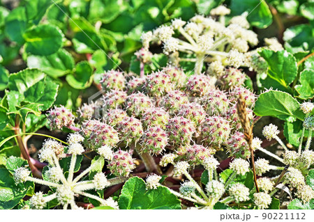 丸いハマボウフウの花（春、五月） 90221112