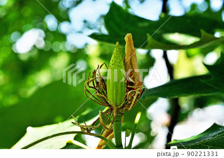 緑色のユリノキの未熟な緑色の実（春、五月） 90221331