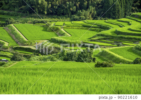 夏の別府内成の棚田 夏の別府内成の棚田 90221610