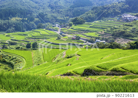 夏の別府内成の棚田 90221613