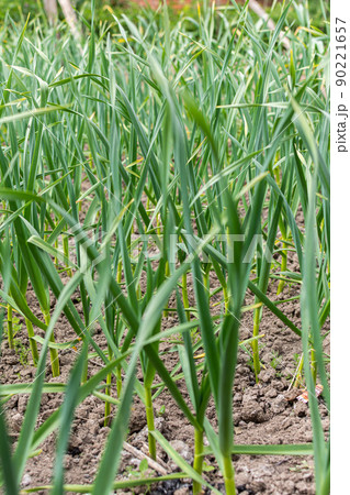 Green leaves of young garlic 90221657