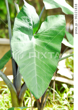 xanthosoma sagittifolium, malanga or xanthosoma or Colocasia 90221838