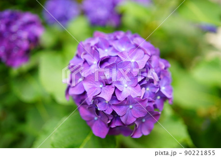 日本 紫色 紫陽花 梅雨 日本 紫色 紫陽花 梅雨 90221855