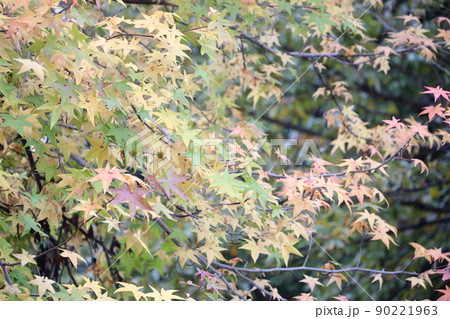 アメリカ原産の木の紅葉（アメリカフウ、 モミジバフウ） 90221963