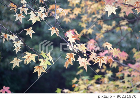 カラフルに紅葉する美しい葉（アメリカフウ、 モミジバフウ） 90221970