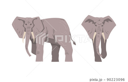 Elephant as Large African Animal with Trunk, Tusks, Ear Flaps and Massive Legs Standing and Walking Vector Set 90223096