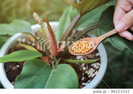 hand giving fertilizer to young plant in growing on pot of organic farm hand giving fertilizer to young plant in growing on pot of organic farm 90223332