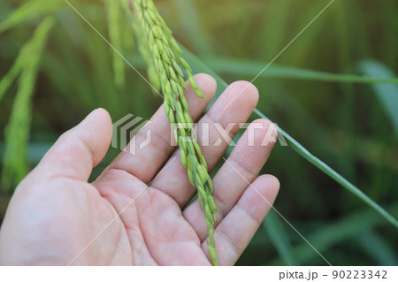 Farmer holding raw rice in field from local organic farm in Thailand 90223342