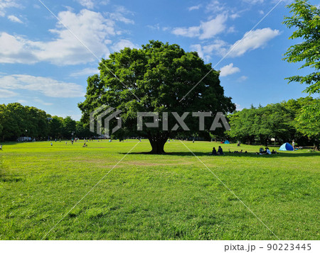 日立の木に似た大きな木 日立の木に似た大きな木 90223445