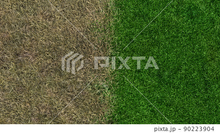 lawn fertilizer before and after landscaping growing sward 3D illustration 90223904