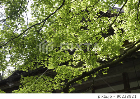 青もみじ 南禅院 青もみじ 南禅院 90223921