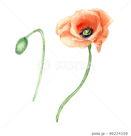 Meadow poppy watercolor illustration on white background 90224109