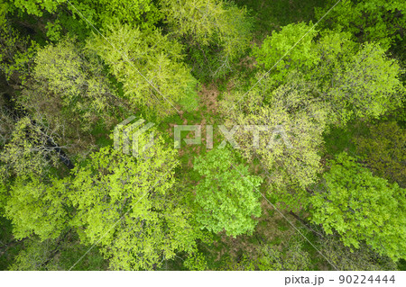 Top down flat aerial view of dark lush forest with green trees canopies in summer Top down flat aerial view of dark lush forest with green trees canopies in summer 90224444