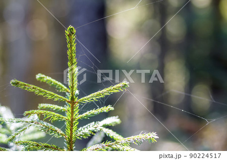 Small young green spruce of a pine tree plant on forest background. Love to nature and environment protection concept. Small young green spruce of a pine tree plant on forest background. Love to nature and environment protection concept. 90224517