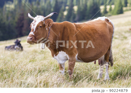 Nice white cow laying chained in green grass on sunny pasture field bright background. Farming and agriculture, milk production concept. Nice white cow laying chained in green grass on sunny pasture field bright background. Farming and agriculture, milk production concept. 90224879