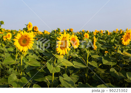 A beautiful field of blooming golden sunflowers against a blue sky. Harvest preparation, sunflower oil production. A beautiful field of blooming golden sunflowers against a blue sky. Harvest preparation, sunflower oil production. 90225302