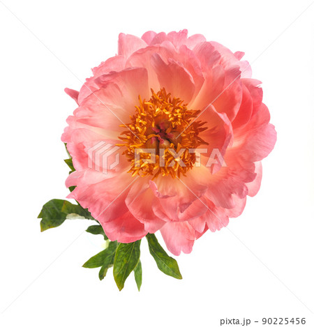 Beautiful pink peony flowers isolated on white background 90225456