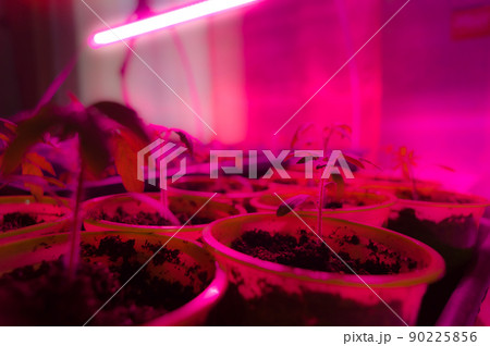 Blurred young tomato sprouts in a plastic box under a phytolamp in the house. Germination of vegetable plants for planting in the garden in the spring. Selective focus 90225856