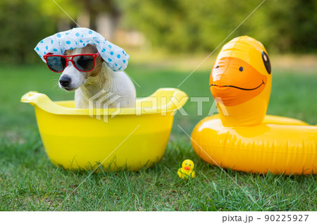 Dog jack russell terrier in a shower cap and sunglasses takes a bath on the lawn. Dog jack russell terrier in a shower cap and sunglasses takes a bath on the lawn. 90225927
