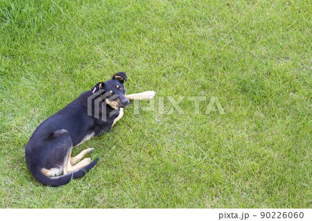Black dog laing on green grass, top view 90226060