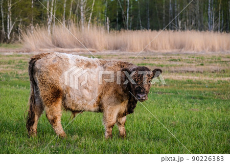 Wild feral cows graze in the meadow in summer. Defocused 90226383