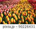 Blooming tulips flowerbed in Keukenhof flower garden, Netherlands 90226431
