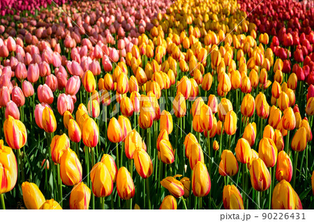 Blooming tulips flowerbed in Keukenhof flower garden, Netherlands 90226431