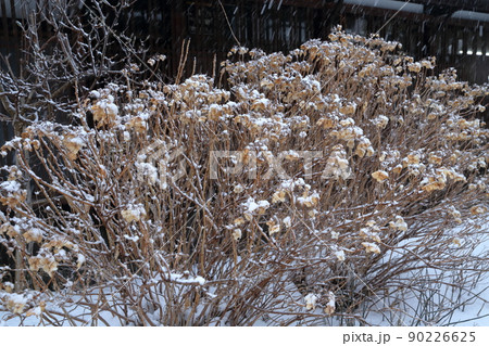 雪に覆われた植物(奈良井宿 長野県 塩尻市) 雪に覆われた植物(奈良井宿 長野県 塩尻市) 90226625