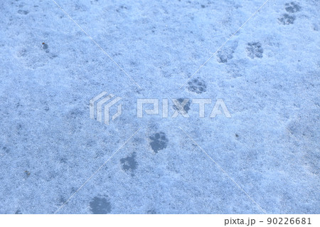 雪の湖面についた動物の足跡 雪の湖面についた動物の足跡 90226681