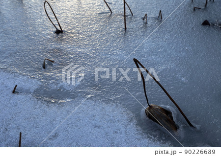 真冬の蓮池 冬の風物詩 真冬の蓮池 冬の風物詩 90226689