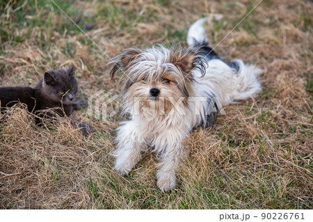 cat and dog play in the garden 90226761