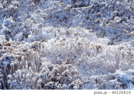 ザクザクと気持ちのいい音を立てる霜柱 冬の風物詩(茶臼山 愛知県 豊根村) ザクザクと気持ちのいい音を立てる霜柱 冬の風物詩(茶臼山 愛知県 豊根村) 90226819