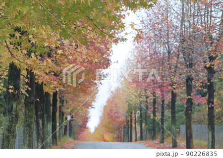 色鮮やかな紅葉が続く並木道（アメリカフウ、 モミジバフウ　愛知県 長久手） 90226835
