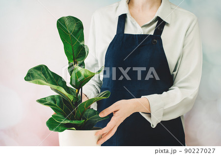Woman's hands holding a pot. Planting a ficus, the florist at work 90227027