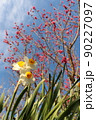 梅と空 90227097
