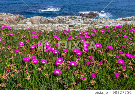 Ice plant or carpobrotus edulis covered with bright pink flowers 90227250